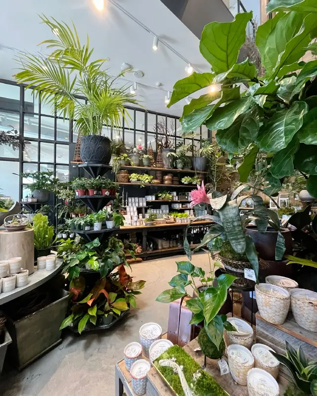 Handverlesene Pflanzen im Gartencenter Stellar Branch