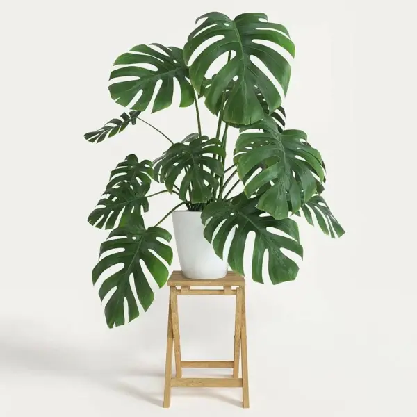 Monstera deliciosa