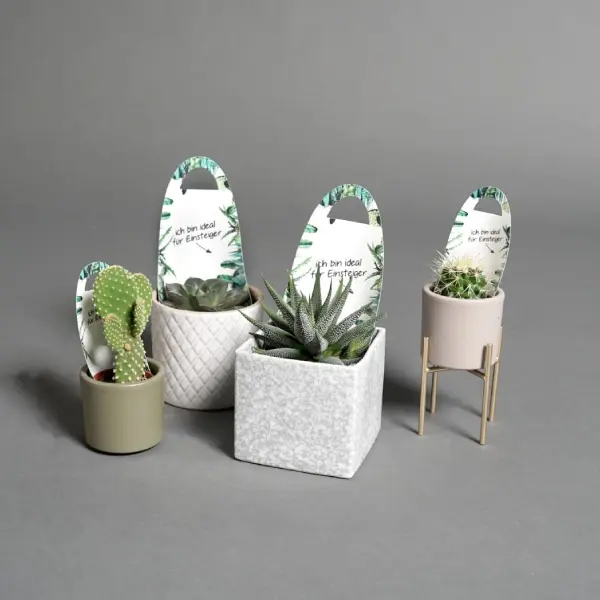 Urban Jungle Starter Kit